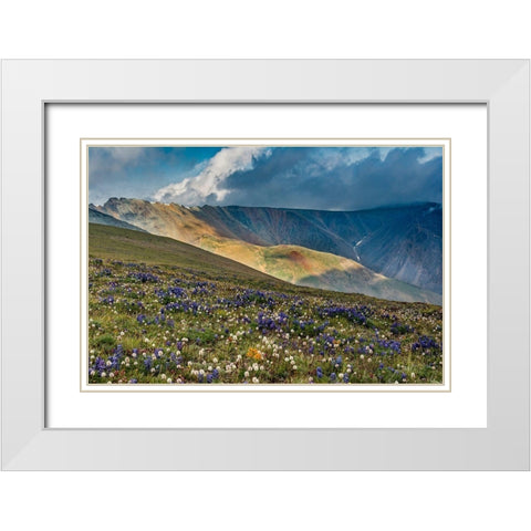 Lupine and Bistort wildflowers cover high alpine meadow-Absaroka Mountains White Modern Wood Framed Art Print with Double Matting by Garber, Howie