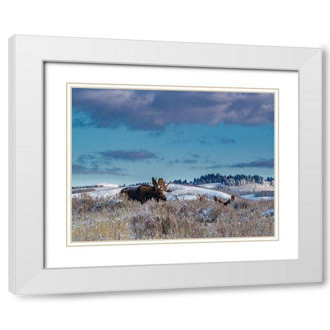 Bull moose providing lookout for the group-Grand Teton National Park-Wyoming White Modern Wood Framed Art Print with Double Matting by Garber, Howie