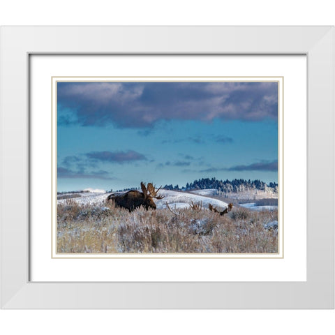 Bull moose providing lookout for the group-Grand Teton National Park-Wyoming White Modern Wood Framed Art Print with Double Matting by Garber, Howie