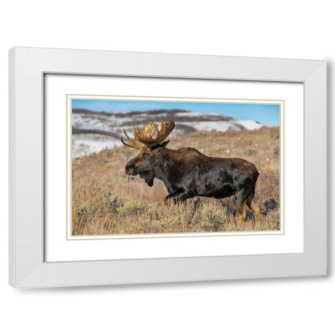 Portrait of Bull moose in sagebrush-Grand Teton National Park-Wyoming White Modern Wood Framed Art Print with Double Matting by Garber, Howie