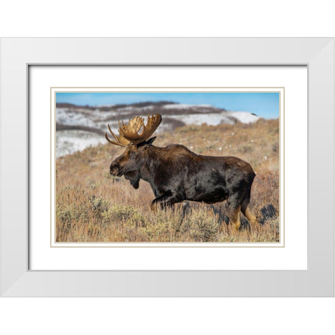Portrait of Bull moose in sagebrush-Grand Teton National Park-Wyoming White Modern Wood Framed Art Print with Double Matting by Garber, Howie