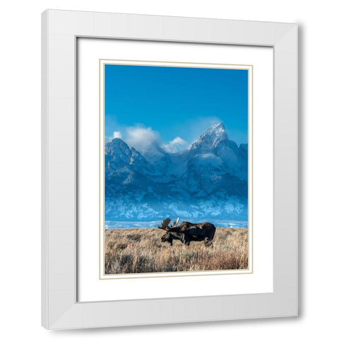 Bull moose portrait with Grand Teton Mountain and National Park in background-Wyoming White Modern Wood Framed Art Print with Double Matting by Garber, Howie