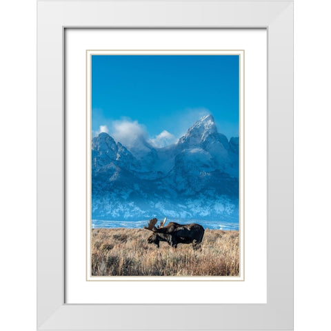 Bull moose portrait with Grand Teton Mountain and National Park in background-Wyoming White Modern Wood Framed Art Print with Double Matting by Garber, Howie
