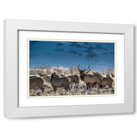 Bull elk towers over his harem of four females Grand Teton National Park-Wyoming White Modern Wood Framed Art Print with Double Matting by Garber, Howie