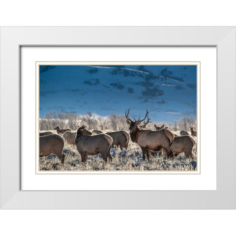 Bull elk towers over his harem of four females Grand Teton National Park-Wyoming White Modern Wood Framed Art Print with Double Matting by Garber, Howie