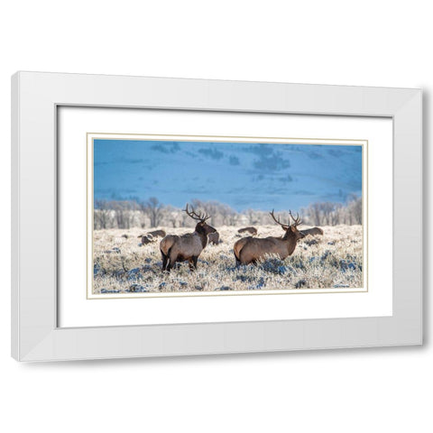 Two Bull elk graze in sagebrush-Grand Teton National Park-Wyoming White Modern Wood Framed Art Print with Double Matting by Garber, Howie