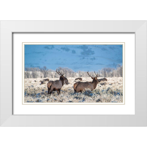 Two Bull elk graze in sagebrush-Grand Teton National Park-Wyoming White Modern Wood Framed Art Print with Double Matting by Garber, Howie