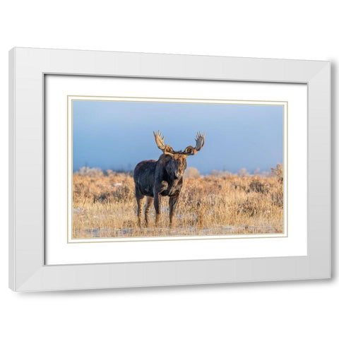 Eye contact from Bull Moose-Grand Teton National Park-Wyoming White Modern Wood Framed Art Print with Double Matting by Garber, Howie