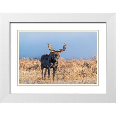 Eye contact from Bull Moose-Grand Teton National Park-Wyoming White Modern Wood Framed Art Print with Double Matting by Garber, Howie