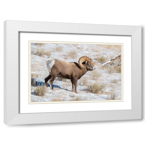 Large Bighorn Ram grazing in meadow-National elk Reserve near Grand Teton National Park-Wyoming White Modern Wood Framed Art Print with Double Matting by Garber, Howie