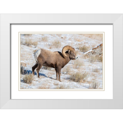 Large Bighorn Ram grazing in meadow-National elk Reserve near Grand Teton National Park-Wyoming White Modern Wood Framed Art Print with Double Matting by Garber, Howie