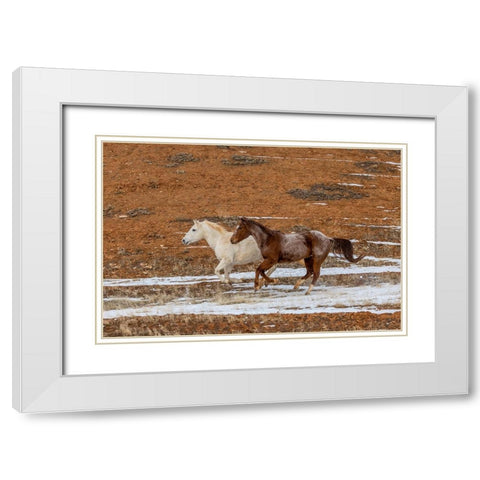 USA- Wyoming. Hideout Horse Ranch- horses in snow. White Modern Wood Framed Art Print with Double Matting by Looney, Hollice
