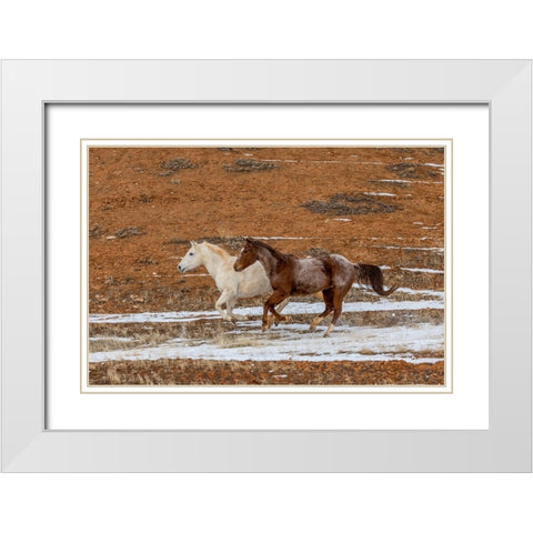 USA- Wyoming. Hideout Horse Ranch- horses in snow. White Modern Wood Framed Art Print with Double Matting by Looney, Hollice