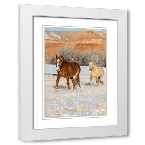 USA- Wyoming. Hideout Horse Ranch- horses in snow. White Modern Wood Framed Art Print with Double Matting by Looney, Hollice