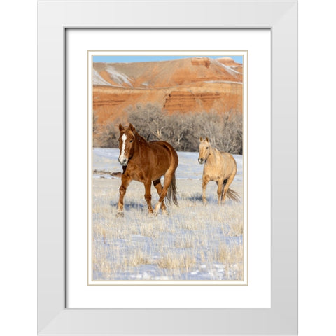 USA- Wyoming. Hideout Horse Ranch- horses in snow. White Modern Wood Framed Art Print with Double Matting by Looney, Hollice