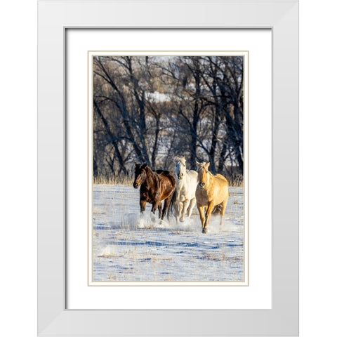 USA- Wyoming. Hideout Ranch- horses running. White Modern Wood Framed Art Print with Double Matting by Looney, Hollice