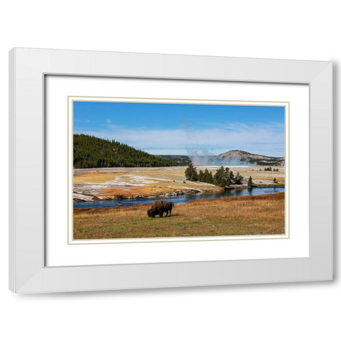 Yellowstone National Park-USA-Wyoming Buffalo and Old Faithful White Modern Wood Framed Art Print with Double Matting by Sienda, Jolly