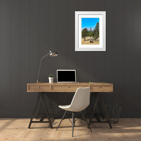 Yellowstone National Park-Wyoming-USA Buffalo White Modern Wood Framed Art Print with Double Matting by Sienda, Jolly