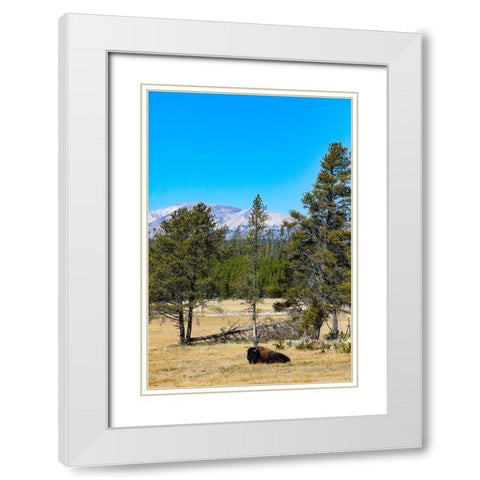 Yellowstone National Park-Wyoming-USA Buffalo White Modern Wood Framed Art Print with Double Matting by Sienda, Jolly