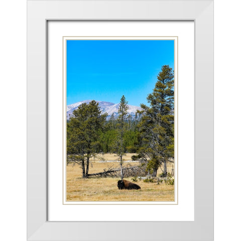 Yellowstone National Park-Wyoming-USA Buffalo White Modern Wood Framed Art Print with Double Matting by Sienda, Jolly