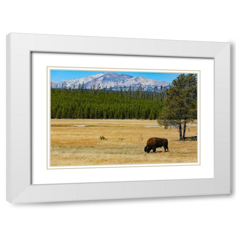 Yellowstone National Park-Wyoming-USA Buffalo White Modern Wood Framed Art Print with Double Matting by Sienda, Jolly