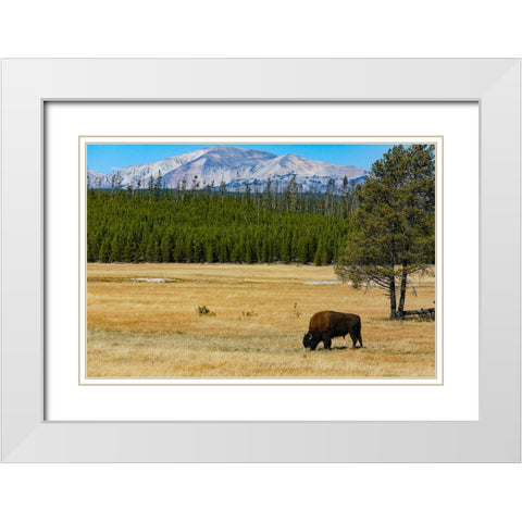 Yellowstone National Park-Wyoming-USA Buffalo White Modern Wood Framed Art Print with Double Matting by Sienda, Jolly