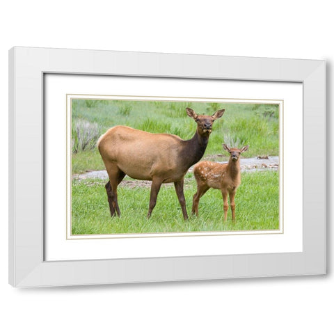 WY-Yellowstone National Park-Elk calf and mother White Modern Wood Framed Art Print with Double Matting by Wild, Jamie and Judy