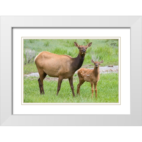 WY-Yellowstone National Park-Elk calf and mother White Modern Wood Framed Art Print with Double Matting by Wild, Jamie and Judy