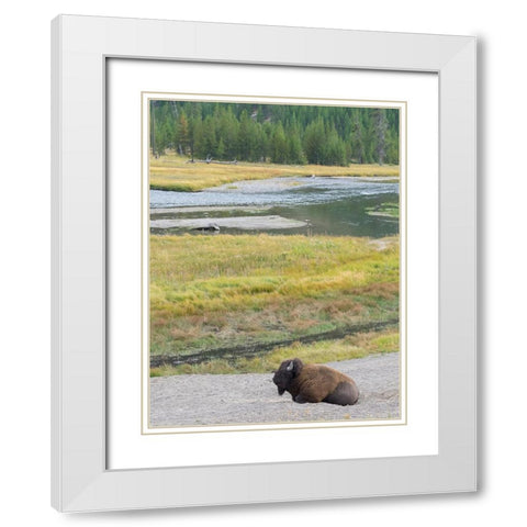 Wyoming- Yellowstone National Park. Mature Bull Bison White Modern Wood Framed Art Print with Double Matting by Wild, Jamie and Judy
