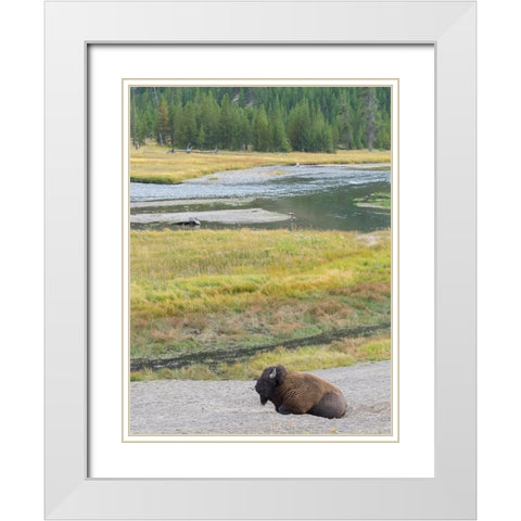 Wyoming- Yellowstone National Park. Mature Bull Bison White Modern Wood Framed Art Print with Double Matting by Wild, Jamie and Judy