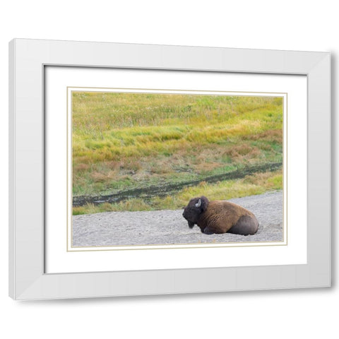 Wyoming- Yellowstone National Park. Mature Bull Bison White Modern Wood Framed Art Print with Double Matting by Wild, Jamie and Judy