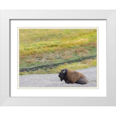 Wyoming- Yellowstone National Park. Mature Bull Bison White Modern Wood Framed Art Print with Double Matting by Wild, Jamie and Judy