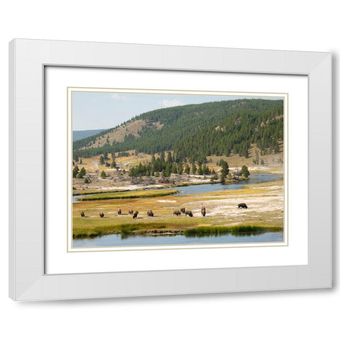 Wyoming- Yellowstone National Park. Bison herd and Firehole River White Modern Wood Framed Art Print with Double Matting by Wild, Jamie and Judy