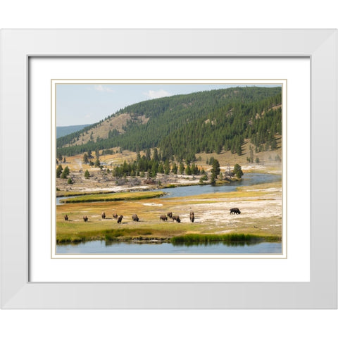 Wyoming- Yellowstone National Park. Bison herd and Firehole River White Modern Wood Framed Art Print with Double Matting by Wild, Jamie and Judy