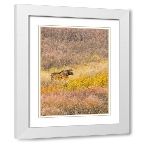Wyoming- Grand Teton National Park. Willow Flats- bull moose White Modern Wood Framed Art Print with Double Matting by Wild, Jamie and Judy