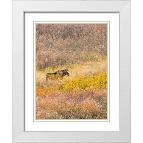 Wyoming- Grand Teton National Park. Willow Flats- bull moose White Modern Wood Framed Art Print with Double Matting by Wild, Jamie and Judy