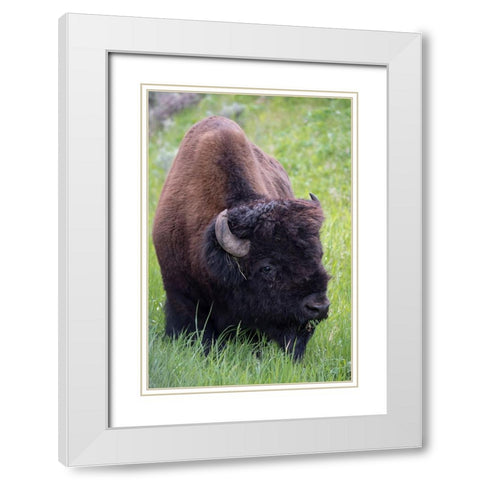 Wyoming Bison grazing-Yellowstone National Park White Modern Wood Framed Art Print with Double Matting by Zimmerman, Judith