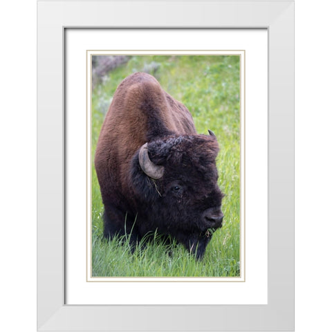 Wyoming Bison grazing-Yellowstone National Park White Modern Wood Framed Art Print with Double Matting by Zimmerman, Judith