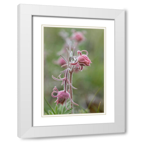 Wyoming Prairie Smoke-Yellowstone National Park White Modern Wood Framed Art Print with Double Matting by Zimmerman, Judith