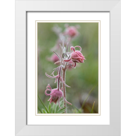 Wyoming Prairie Smoke-Yellowstone National Park White Modern Wood Framed Art Print with Double Matting by Zimmerman, Judith