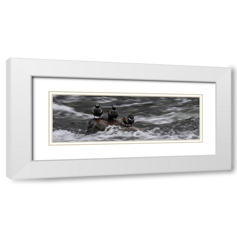 Wyoming Harlequin ducks-La Grange Cascade-Yellowstone National Park White Modern Wood Framed Art Print with Double Matting by Zimmerman, Judith