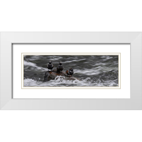 Wyoming Harlequin ducks-La Grange Cascade-Yellowstone National Park White Modern Wood Framed Art Print with Double Matting by Zimmerman, Judith