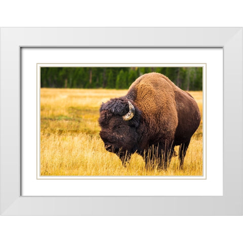 Bison-Yellowstone National Park-Wyoming-USA White Modern Wood Framed Art Print with Double Matting by Bishop, Russ