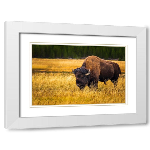 Bison-Yellowstone National Park-Wyoming-USA White Modern Wood Framed Art Print with Double Matting by Bishop, Russ