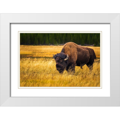 Bison-Yellowstone National Park-Wyoming-USA White Modern Wood Framed Art Print with Double Matting by Bishop, Russ