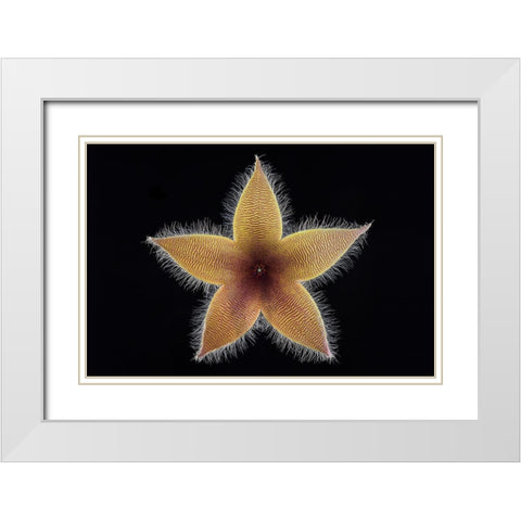 Stapelia Grandiflora White Modern Wood Framed Art Print with Double Matting by Mozqueda, Victor