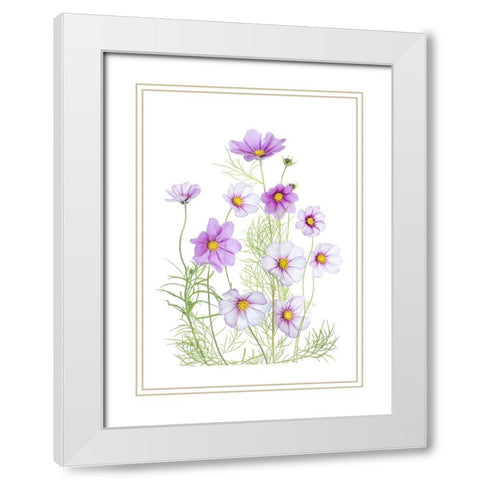 Cosmos Comfort White Modern Wood Framed Art Print with Double Matting by Disher, Mandy