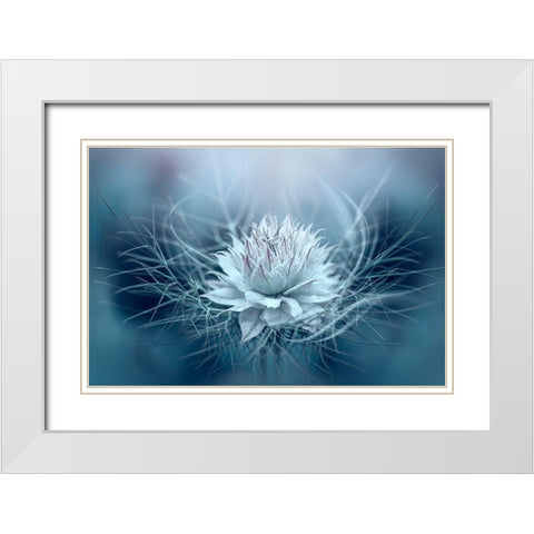 Love-In-A-Mist White Modern Wood Framed Art Print with Double Matting by Parker, Jacky
