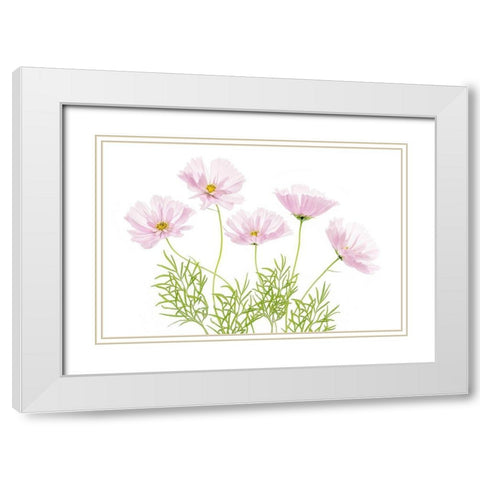 Cosmos Cupcake White Modern Wood Framed Art Print with Double Matting by Disher, Mandy