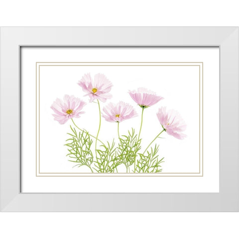 Cosmos Cupcake White Modern Wood Framed Art Print with Double Matting by Disher, Mandy